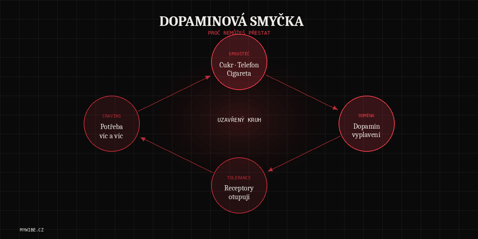 DOPAMINOVÁ PAST: PROČ TVŮJ MOZEK CHCE CUKR A SCROLLOVÁNÍ (A CO S TÍM MAJÍ SPOLEČNÉHO TVÁ STŘEVA)